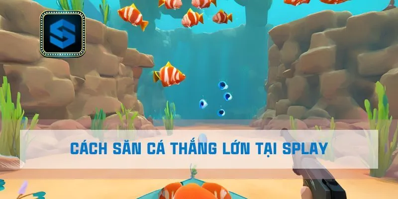 Cách săn cá thắng lớn tại Splay